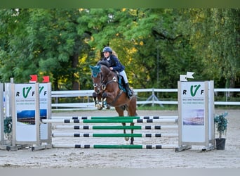 Hanoverian, Gelding, 12 years, 16.1 hh, Brown