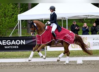 Hanoverian, Gelding, 12 years, 16.1 hh, Chestnut