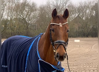 Hanoverian, Gelding, 12 years, 16,1 hh, Chestnut-Red