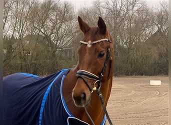 Hanoverian, Gelding, 12 years, 16,1 hh, Chestnut-Red