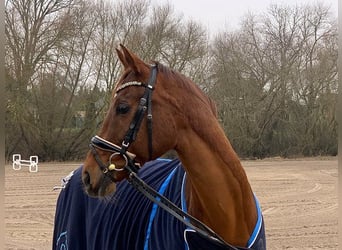 Hanoverian, Gelding, 12 years, 16,1 hh, Chestnut-Red