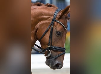 Hanoverian, Gelding, 12 years, 16,1 hh, Chestnut-Red