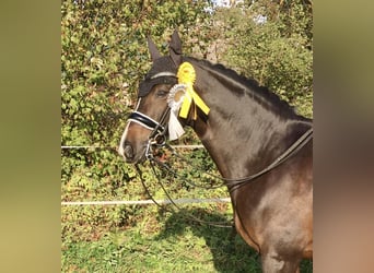 Hanoverian, Gelding, 12 years, 16.2 hh, Bay-Dark