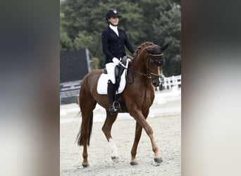 Hanoverian, Gelding, 12 years, 16,2 hh, Chestnut-Red