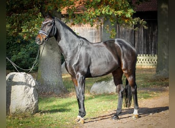 Hanoverian, Gelding, 12 years, 16.2 hh, Smoky-Black