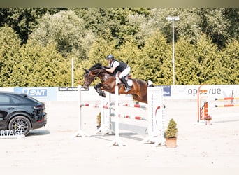 Hanoverian, Gelding, 12 years, 16.3 hh, Bay-Dark
