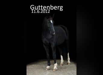 Hanoverian, Gelding, 12 years, 16.3 hh, Black