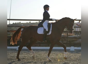 Hanoverian, Gelding, 12 years, 16,3 hh, Chestnut