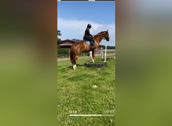 Hanoverian, Gelding, 12 years, 16.3 hh, Chestnut-Red