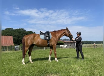 Hanoverian, Gelding, 12 years, 16.3 hh, Chestnut-Red