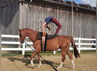 Hanoverian, Gelding, 12 years, 16.3 hh, Chestnut-Red