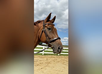 Hanoverian, Gelding, 12 years, 16,3 hh, Chestnut-Red