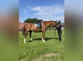 Hanoverian, Gelding, 12 years, 16,3 hh, Chestnut-Red