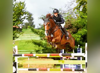 Hanoverian, Gelding, 12 years, 16.3 hh, Chestnut