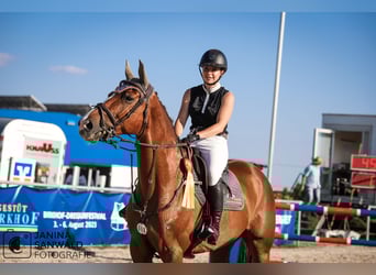 Hanoverian, Gelding, 12 years, 16.3 hh, Chestnut