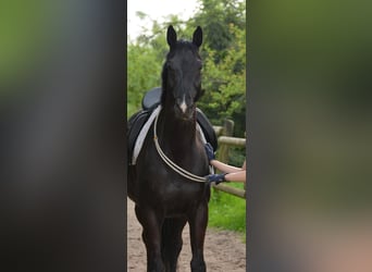 Hanoverian, Gelding, 12 years, 16 hh, Black