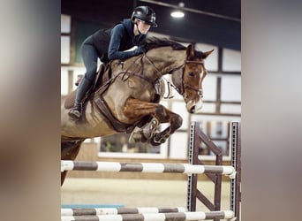 Hanoverian, Gelding, 12 years, 16 hh, Brown