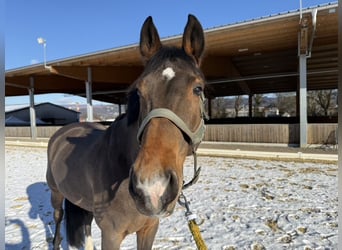 Hanoverian, Gelding, 12 years, 16 hh, Brown