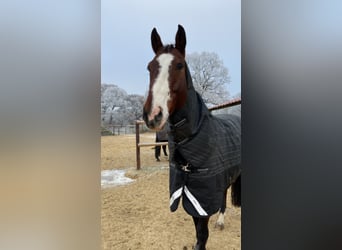 Hanoverian, Gelding, 12 years, 16,1 hh, Bay-Dark