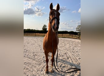 Hanoverian, Gelding, 12 years, 16,1 hh, Chestnut