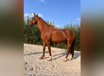 Hanoverian, Gelding, 12 years, 16,1 hh, Chestnut