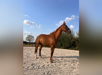 Hanoverian, Gelding, 12 years, 16,1 hh, Chestnut