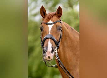Hanoverian, Gelding, 12 years, 16,1 hh, Chestnut