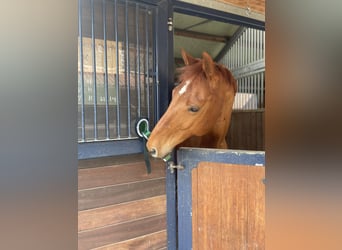 Hanoverian, Gelding, 12 years, 16,1 hh, Chestnut-Red