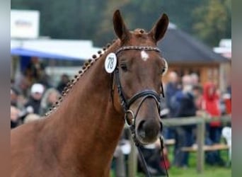 Hanoverian, Gelding, 12 years, 16,3 hh, Chestnut
