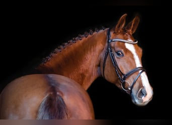Hanoverian, Gelding, 12 years, 16,3 hh, Chestnut