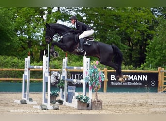 Hanoverian, Gelding, 12 years, 17.1 hh, Black