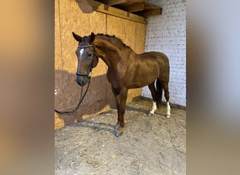 Hannoveraner, Wallach, 12 Jahre, 17,1 hh, Dunkelfuchs