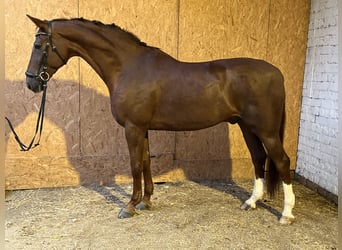 Hannoveraner, Wallach, 12 Jahre, 17,1 hh, Dunkelfuchs