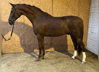 Hannoveraner, Wallach, 12 Jahre, 17,1 hh, Dunkelfuchs