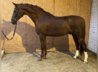 Hannoveraner, Wallach, 12 Jahre, 17,1 hh, Dunkelfuchs