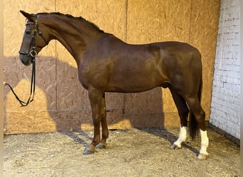 Hannoveraner, Wallach, 12 Jahre, 17,1 hh, Dunkelfuchs