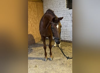 Hannoveraner, Wallach, 12 Jahre, 17,1 hh, Dunkelfuchs