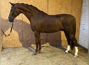 Hannoveraner, Wallach, 12 Jahre, 17,1 hh, Dunkelfuchs