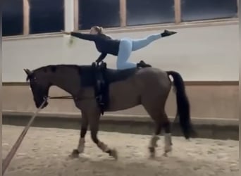 Hanoverian, Gelding, 12 years, 17.2 hh, Bay-Dark