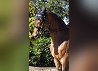 Hannoveraner, Wallach, 12 Jahre, 17,2 hh, Brauner