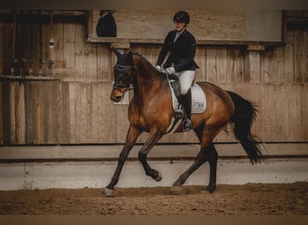 Hanoverian, Gelding, 12 years, 17.2 hh, Brown
