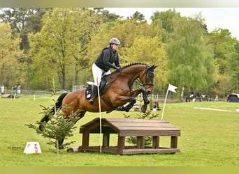 Hanoverian, Gelding, 12 years, 17.2 hh, Brown