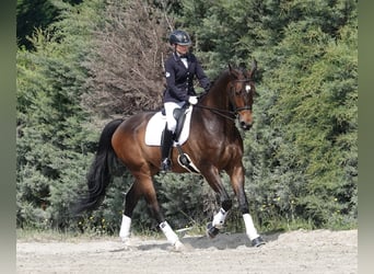 Hanoverian, Gelding, 12 years, 17.2 hh, Dun
