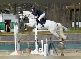 Hanoverian, Gelding, 12 years, 17,2 hh, Gray