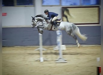 Hanoverian, Gelding, 12 years, 17.2 hh, Grey