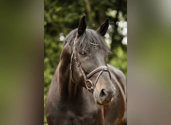 Hannoveraner, Wallach, 12 Jahre, 17 hh, Rappe