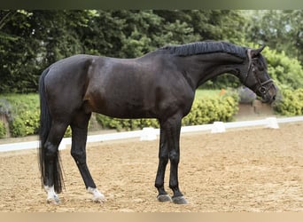 Hanoverian, Gelding, 12 years, 17 hh, Black