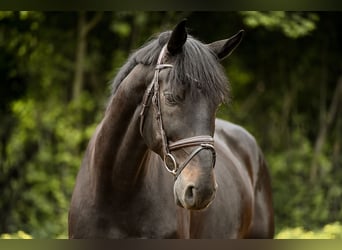 Hannoveraner, Wallach, 12 Jahre, 17 hh, Rappe