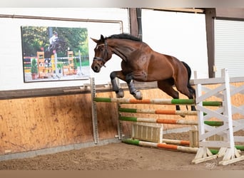 Hanoverian, Gelding, 12 years, 17 hh, Brown