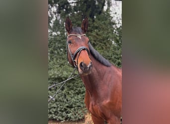 Hanoverian, Gelding, 12 years, 17 hh, Brown